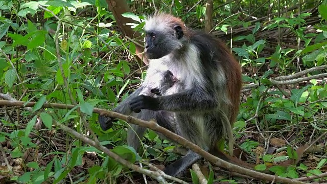 红疣猴(Procolobus kirkii)在桑给巴尔岛的乔扎尼森林视频素材