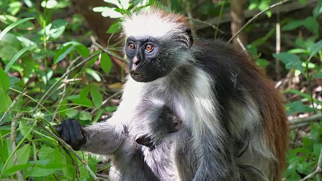 红疣猴(Procolobus kirkii)在桑给巴尔岛的乔扎尼森林视频素材