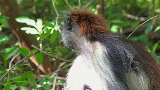 红疣猴(Procolobus kirkii)在桑给巴尔岛的乔扎尼森林视频素材