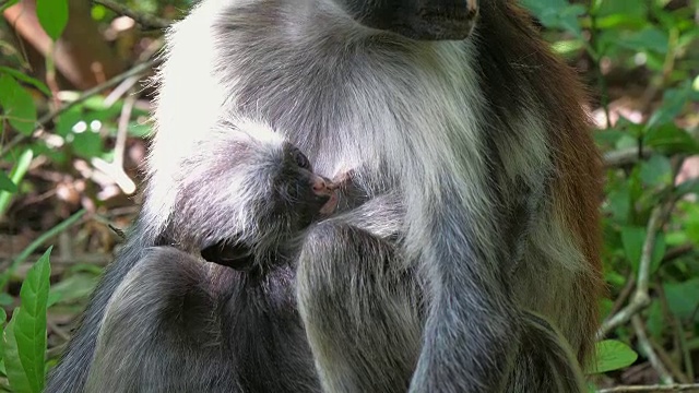 红疣猴(Procolobus kirkii)在桑给巴尔岛的乔扎尼森林视频素材