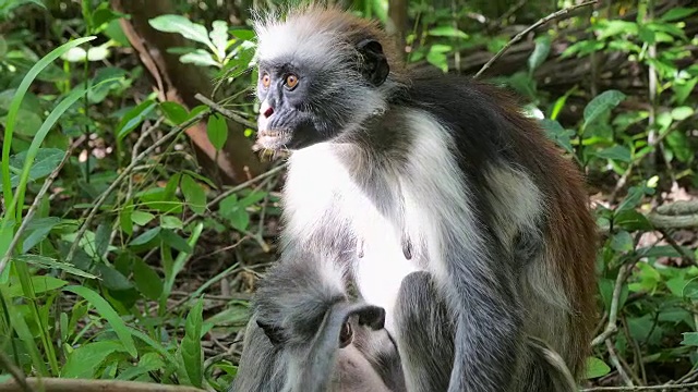 红疣猴(Procolobus kirkii)在桑给巴尔岛的乔扎尼森林视频素材