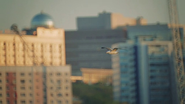 海鸥在船只和码头的映衬下飞翔。船停泊在港口视频素材