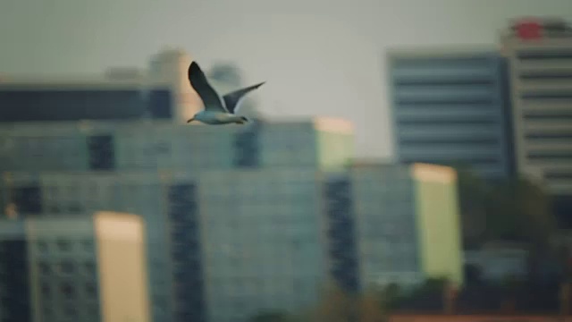 船在港口。海鸥在港区的水面上飞翔。特写镜头视频素材