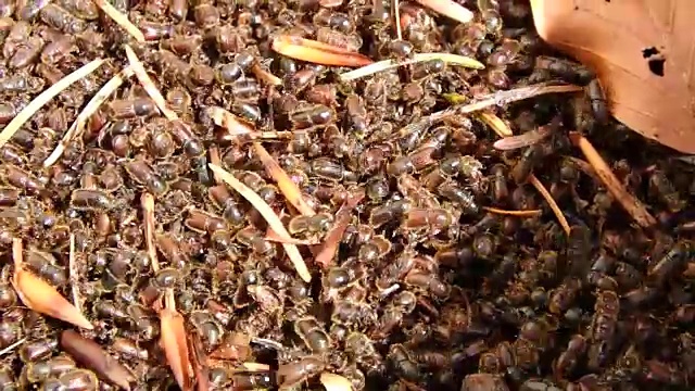 欧洲云杉树皮甲虫，视频素材