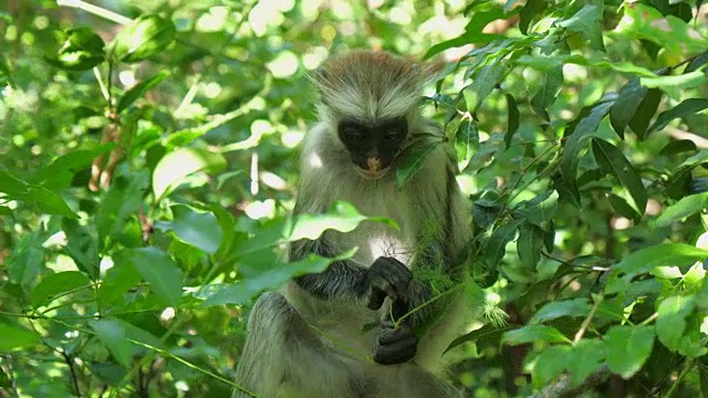 红疣猴(Procolobus kirkii)在桑给巴尔岛的乔扎尼森林视频素材