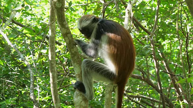 红疣猴(Procolobus kirkii)在桑给巴尔岛的乔扎尼森林视频素材