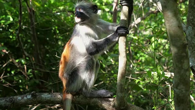 红疣猴(Procolobus kirkii)在桑给巴尔岛的乔扎尼森林视频素材