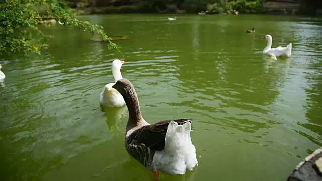 一群鸭子在池塘里游泳视频素材