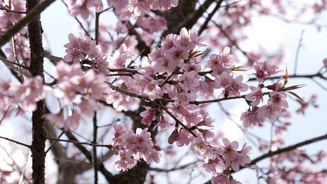 樱花在春天开花视频素材