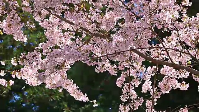 樱花的枝条。视频素材