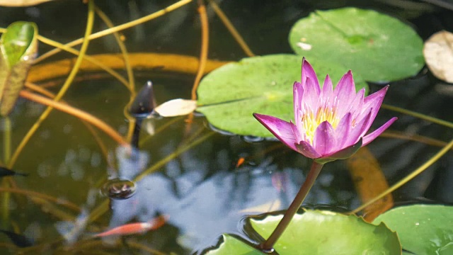 紫莲花水缸视频素材