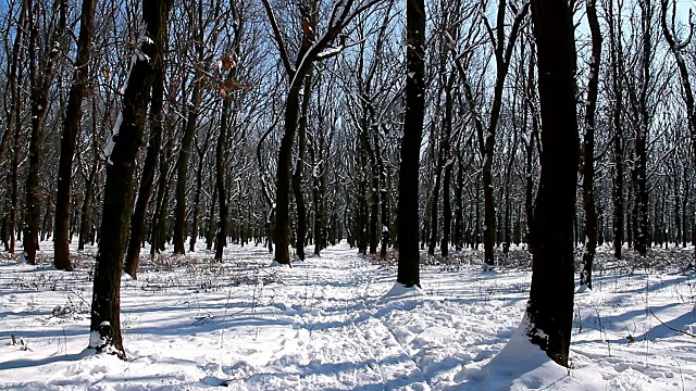 冬天在森林里。雪后是美丽和安静的视频素材