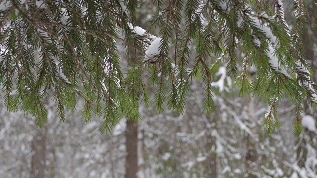 冬天的冷杉树枝上覆盖着雪花。雪花落视频素材