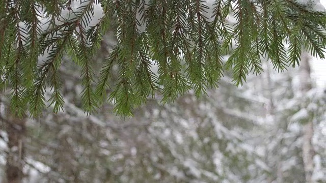 冬天的冷杉树枝上覆盖着雪花。雪花落视频素材