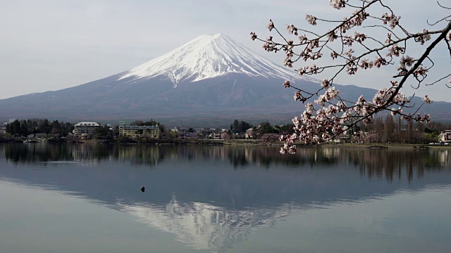 日本富士山上盛开的樱花视频素材