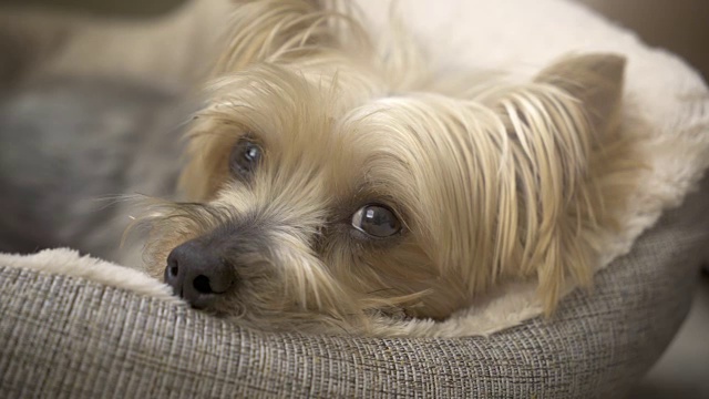 可爱的约克郡犬在狗床上睡觉。视频素材