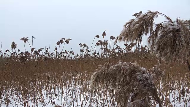 干雪覆盖的芦苇视频素材