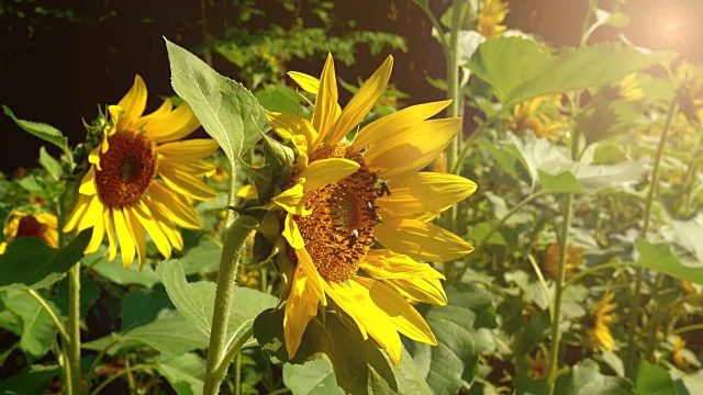 向日葵田和蜜蜂昆虫。视频素材