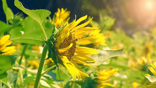 向日葵田和蜜蜂昆虫。视频素材