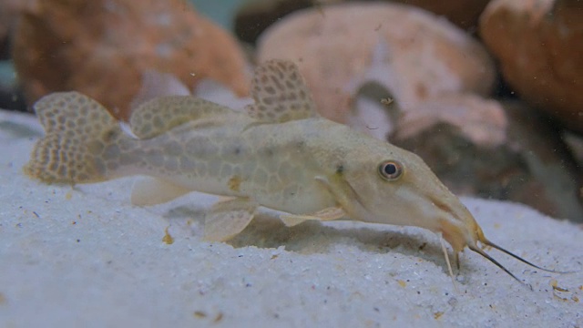 一些鲶鱼在水族馆里游泳视频素材