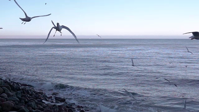 海鸥在海滩上。一群海鸥在美丽的云的背景下在空中飞翔。缓慢的运动。视频素材