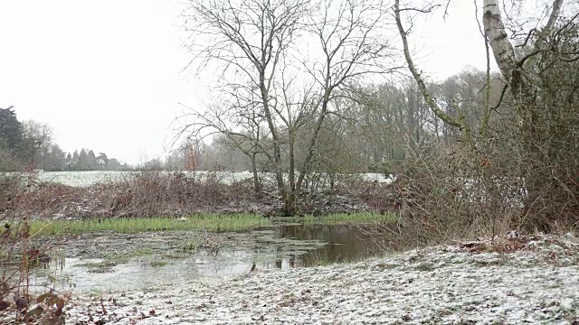 降雪期间的达维尔斯池塘视频素材