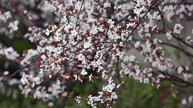 风吹着樱花视频素材