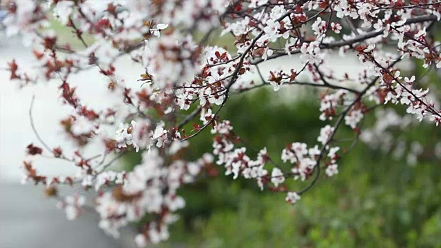 风吹着樱花视频素材