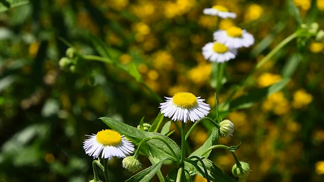 野草地上的洋甘菊花在风中复绿视频素材