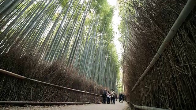 4k时光流逝:人们在日本京都岚山的竹林里散步。倾斜向下拍摄的视频素材