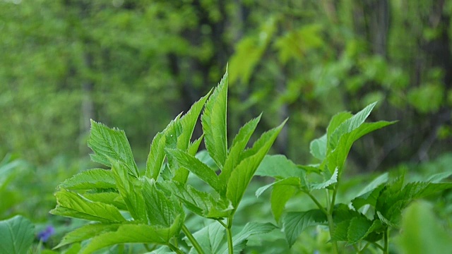 春羊草。药用野生植物。关闭静态摄像头视频素材