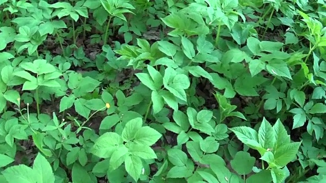 春羊草。药用野生植物。实时全景，移动相机视频素材