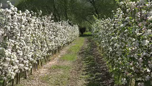 开花的德国果树一排排地向下延伸视频素材