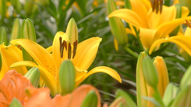 黄色的百合花在花园里视频素材