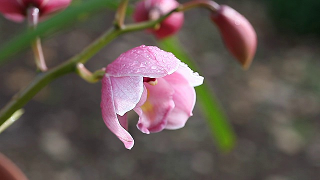 粉色兰花视频素材