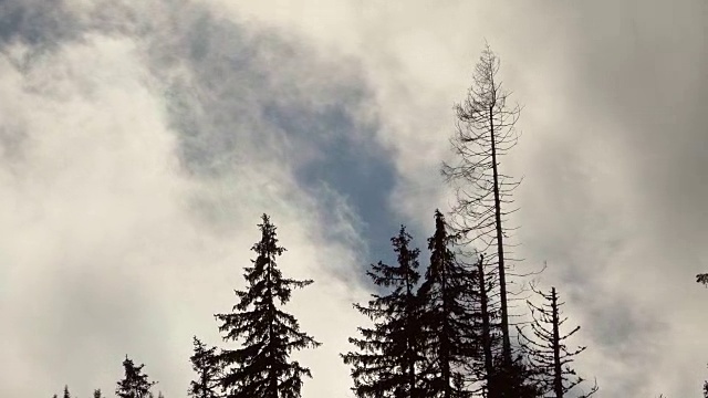 美丽的冬季景观和白雪覆盖的树木视频素材