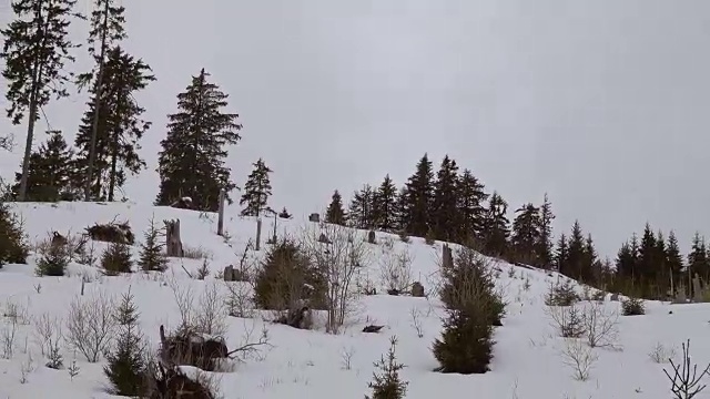 美丽的冬季景观和白雪覆盖的树木视频素材