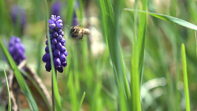 蜜蜂采摘葡萄风信子视频素材