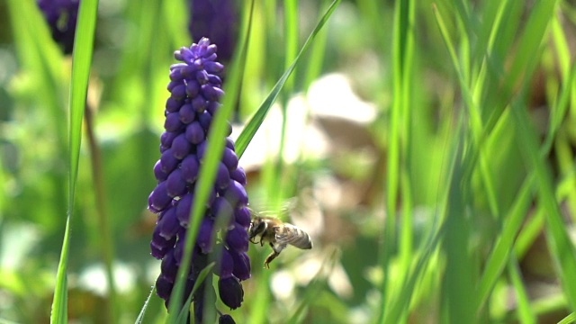 蜜蜂采摘葡萄风信子视频素材