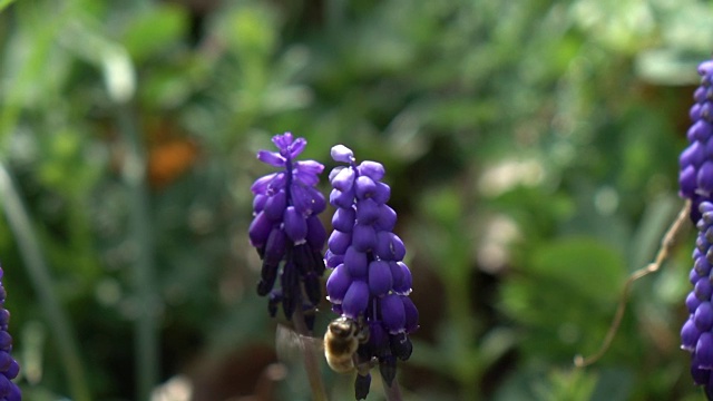 蜜蜂采摘葡萄风信子视频素材