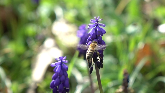 蜜蜂采摘葡萄风信子视频素材