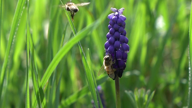 蜜蜂采摘葡萄风信子视频素材