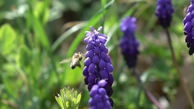 蜜蜂采摘葡萄风信子视频素材