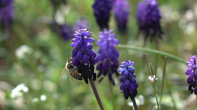 蜜蜂采摘葡萄风信子视频素材