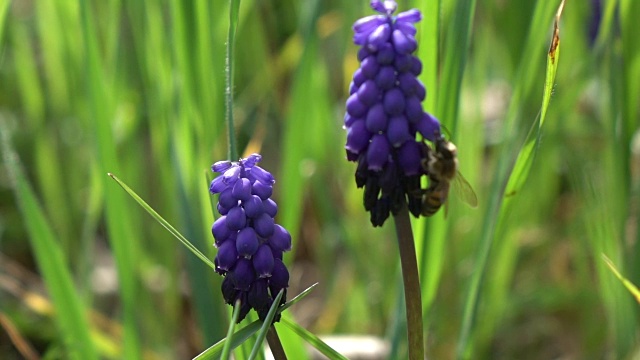 蜜蜂采摘葡萄风信子视频素材