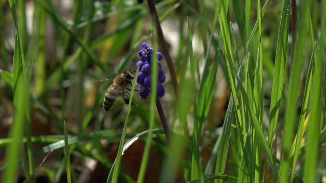 紫花植物野外特写视频素材