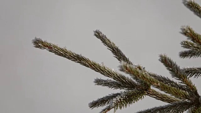 冬天山上的雪树视频素材