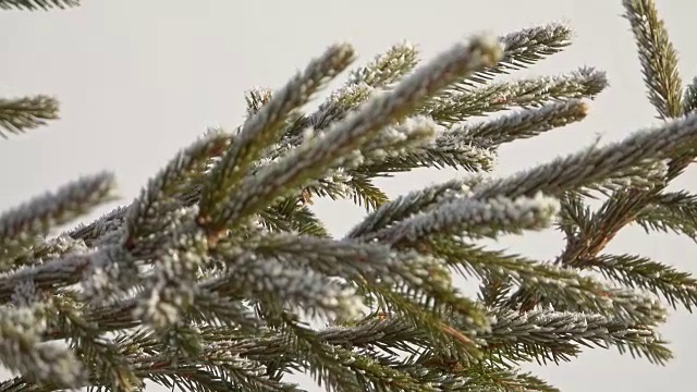 冬天山上的雪树视频素材