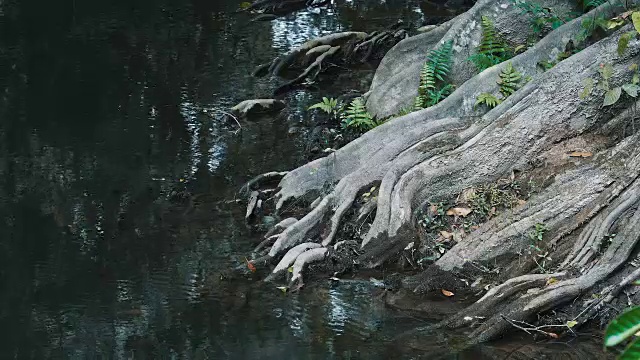 热带雨林深处的丛林河。视频素材