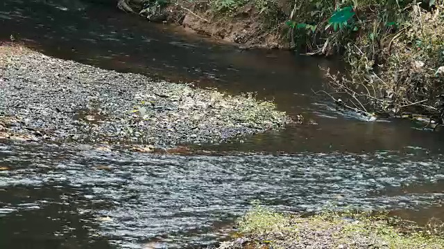 热带雨林深处的丛林河。视频素材